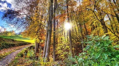 Autumn Forest Jungle Trees Sunshine Sunrise Clearsky Nature Colors Green Leaves Hdr