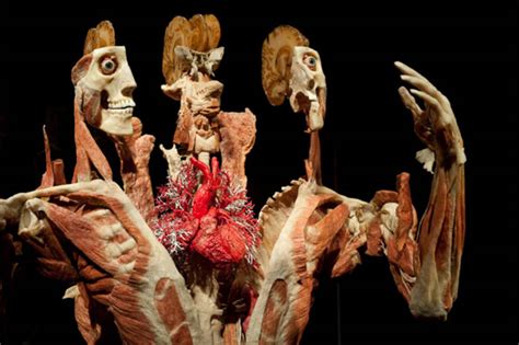 Body Worlds Returns To Toronto This Time With More Heart