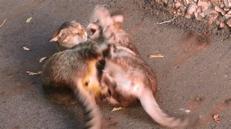 Real Cat Fight A Fight Between Two Feral Cats Youtube