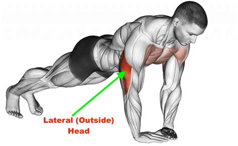 The main muscles worked during the push up will be the chest, triceps, and anterior deltoids as shown below: Diamond Push Ups Muscles Worked and Why They Work | A Lean ...