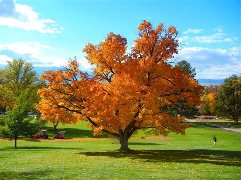Fall Trees Autumn Nature · Free Photo On Pixabay