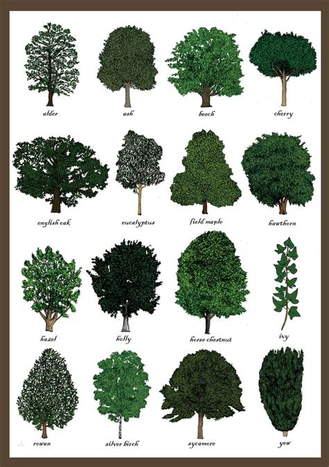 Know Your Trees Part 5 Assorted Northern Hemisphere Trees R