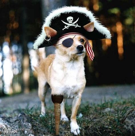 Peg Leg Pooch Pirate Quotes Pirate Sayings Halloween Fantasias Funny