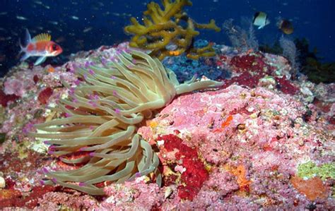 Giant Caribbean Sea Anemone