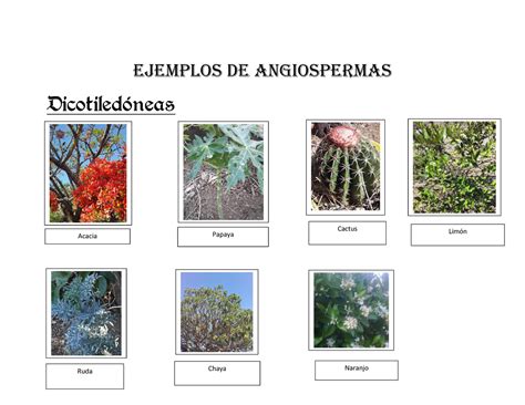 Ejemplos De Plantas Angiospermas Mayhm The Best Porn Website