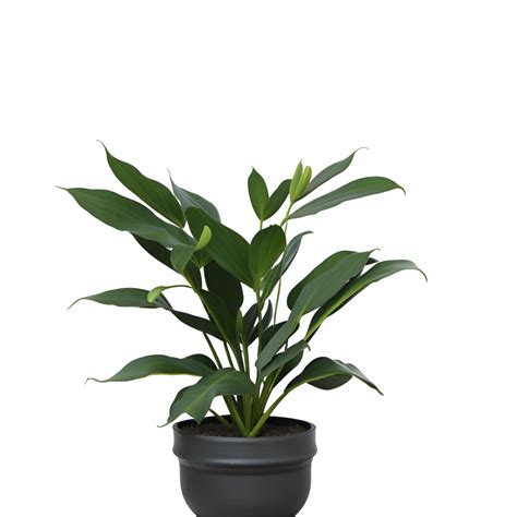Potted plant isolated, potted plant on transparent background gambar png