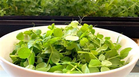 How To Grow An Endless Supply Of Pea Greens Indoors Tyrant Farms