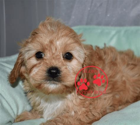 American goldendoodle is a top massachusetts goldendoodle breeder. Cavapoo puppies - cavapoo puppies for adoption - Global ...