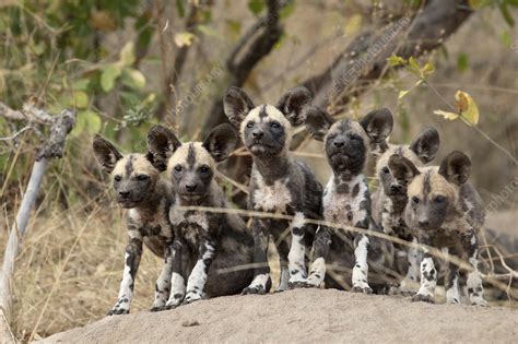 Pack Of African Wild Dog Puppies Stock Image F0330554 Science