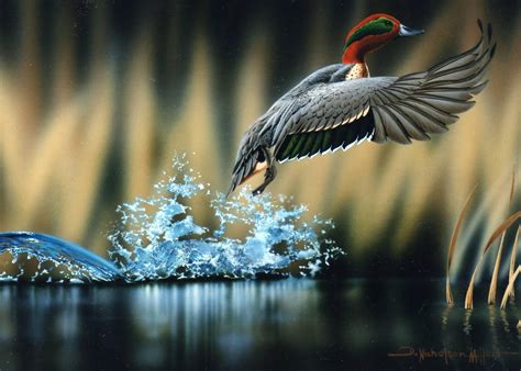 Hintergrundbilder Vögel Wasser Natur Betrachtung Tierwelt