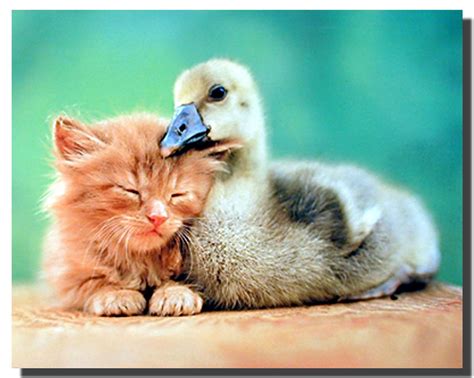 Cat And Duck Friends Poster Animal Posters