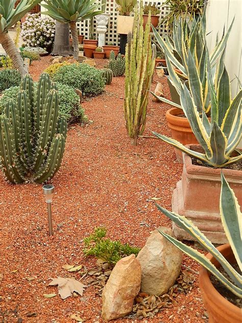 Top Best Desert Landscaping Ideas Drought Tolerant Plants My Xxx Hot Girl