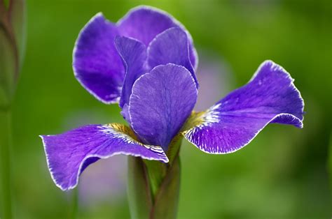 Iris Bunga Tanaman Foto Gratis Di Pixabay Pixabay