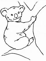 Koala Coloring Bear Printable sketch template