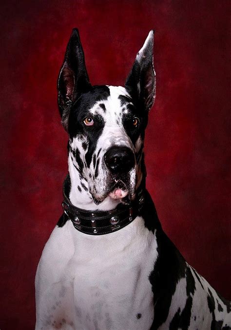 Black And White Great Dane Apartment Dogs Great Dane Dogs Great