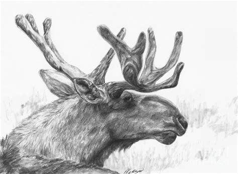 Bull Moose Study Drawing By Meagan Visser