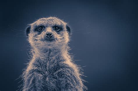 Sad Meerkat By Emmanuel Alpe Photo 36698476 500px