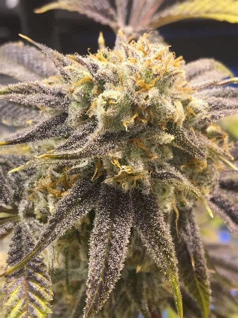 Grape Snowcone (R) | North Atlantic Seed Co.