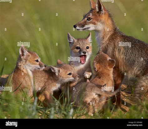 Swift Fox Vulpes Velox Vixen And Kits Pawnee National Grassland