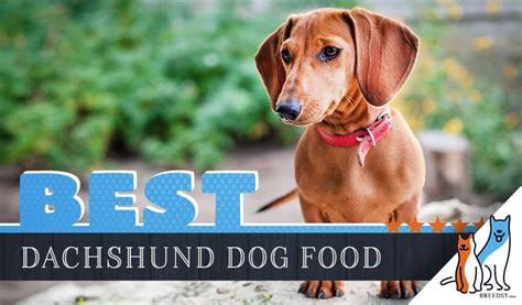 15 Best Dog Foods For Dachshunds Our 2023 In Depth Feeding Guide