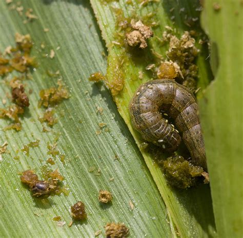 Managing Fall Armyworm Threat In Maize Greenlife Update