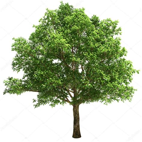 Big Oak Tree Isolated — Stock Photo © Hypnotype 31101829