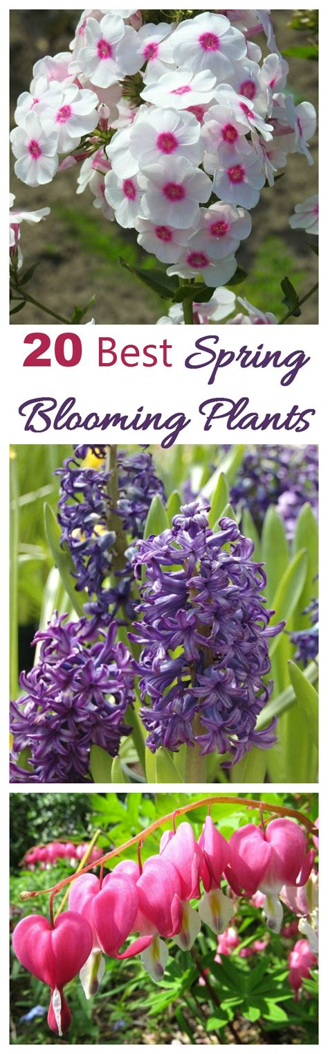 50 perennial flowers for full sun. Spring Blooming Plants - My 20 Top Picks for Early Spring ...