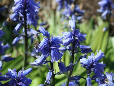 Choosing Blue Bulbs For Your Spring Garden Hgtv