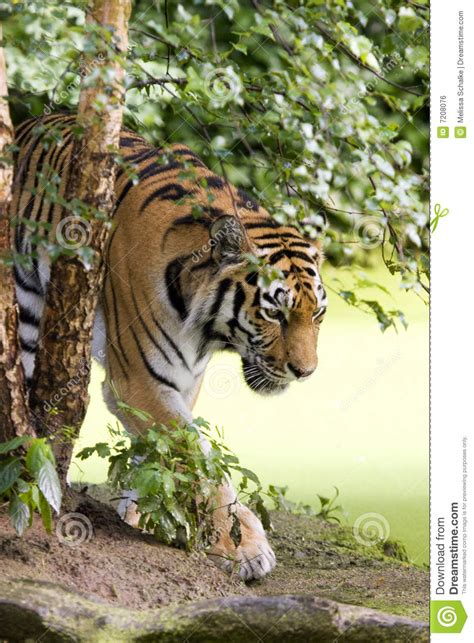Tigre De Sumatran Foto De Stock Imagem De Wilderness 7208076