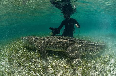 Life Risking Photography Of Ten Foot Long American Crocodile By Rodrigo