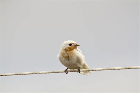 The Fluffy Australian Swallow Bird Australian Geographic