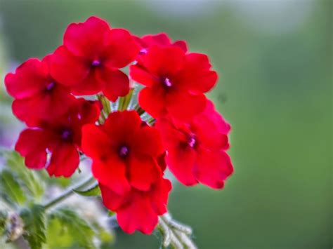 Aug 13, 2021 · send flowers our beloved daughter, annette hope rea, passed away in brawley, ca on saturday, august 7, 2021, at the age of 33. Facing Lung Cancer: Flower of Hope