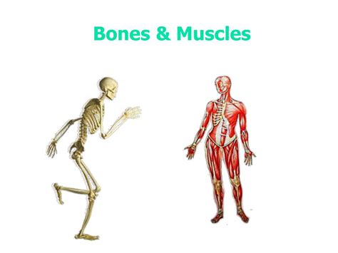 Bones Anatomy With Muscle