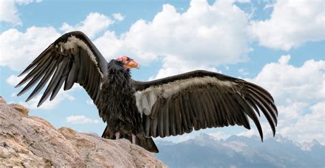 California Condors Can Have Chicks Through Virgin Births Natural