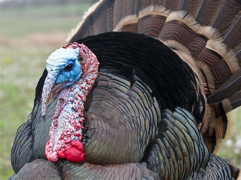 46 Wild Turkey Wallpapers And Screensavers