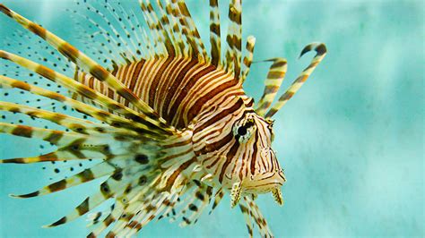 Whole Foods Is Going To Sell Lionfish Invasive Species News