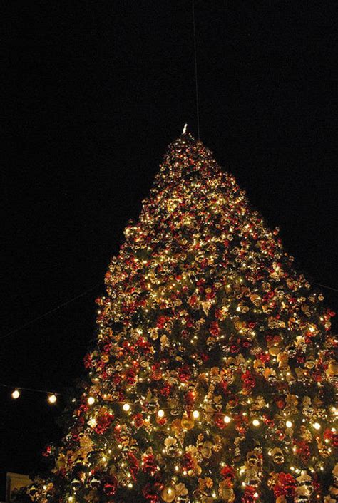Extremely Large Christmas Tree Pictures Photos And Images For