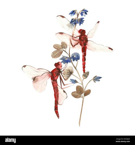 A Watercolor Composition Of Red Dragonflies And A Blue Flower Hand