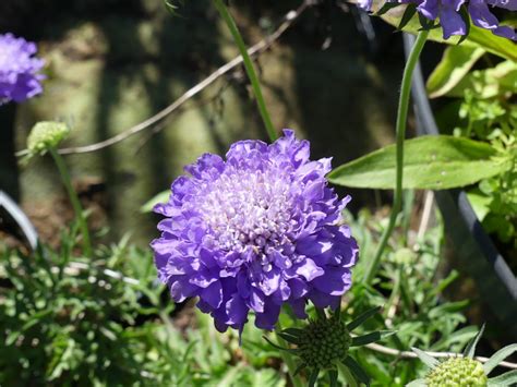 Scabiosa Japonica ‘blue Note Arnaud Brouté Jardinier Paysagiste