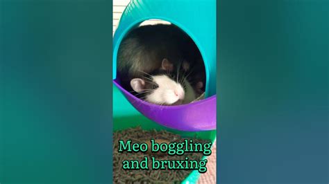 Rat Boggling And Bruxing Shorts Youtube