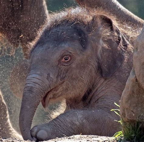 aziatische olifant Blijdorp JN6A9902 | Asian elephant, Elephants photos