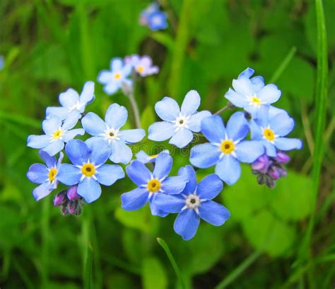 Bunch Of Blue Forget Me Not Flower Stock Image Image Of Garden