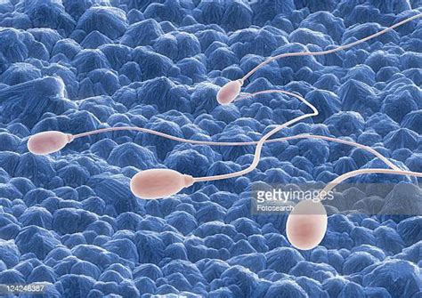 Morphology Anatomy Photos And Premium High Res Pictures Getty Images