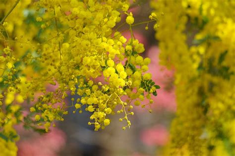 Fantastis 19 Gambar Bunga Akasia Kuning Gambar Bunga Indah