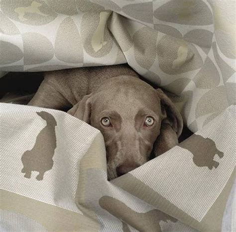 Designer Dog Collars Designer Dog Beds Leashes Bowls And