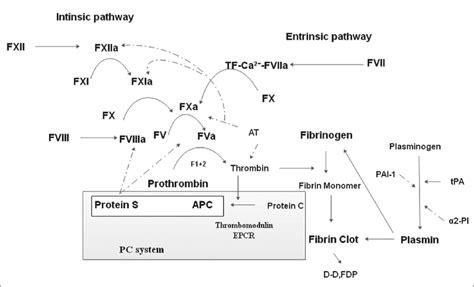 The Coagulation Anticoagulation And The Fibrinolysis System Tf