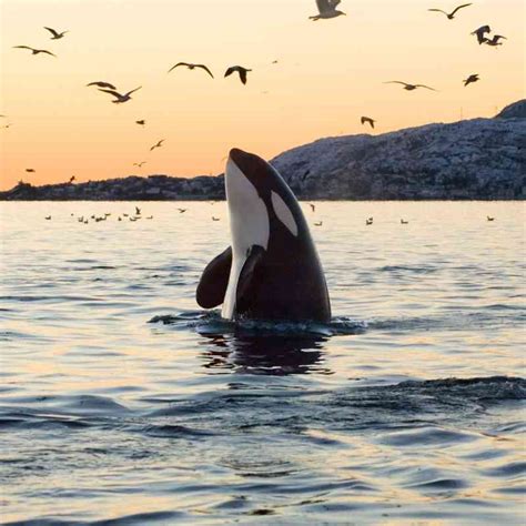 Orca Defenders Of Wildlife