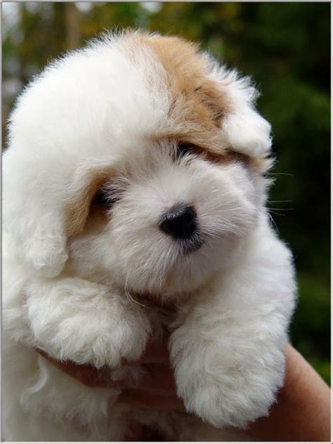 Få 14.515 endnu en fluffy shih tzu puppy plays stockvideo på 29.97 fps. The Fluffy Shih Tzu Puppy | Shih Tzus | Pinterest | Fluffy ...