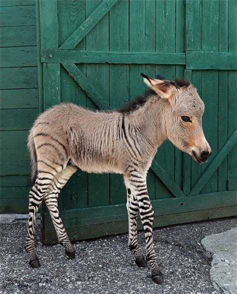 Zonkey Half Zebra Half Donkey