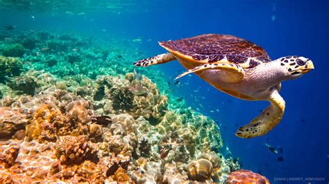 World Of Vegan Seafood Killing Sea Turtles